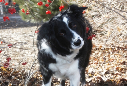 Border collie - from Scotland
