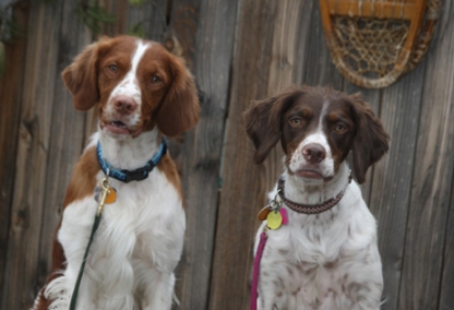 Brittany spaniels