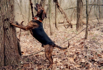 Tennessee treeing hound